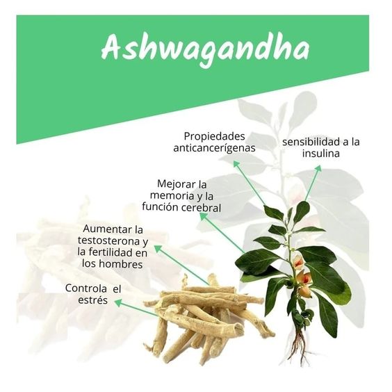 ASHWAGANDHA VEGANA HERBAL HEALTH